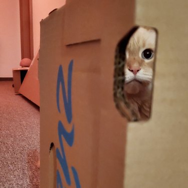 Siberian forest cat staring through the handle opening of a cardboard box.