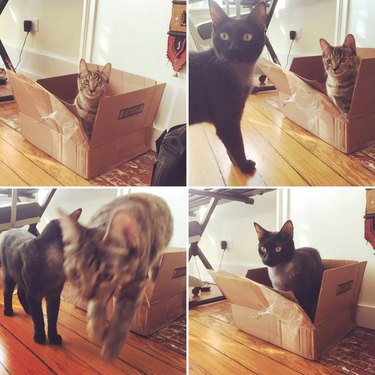 cats take turns sitting in box