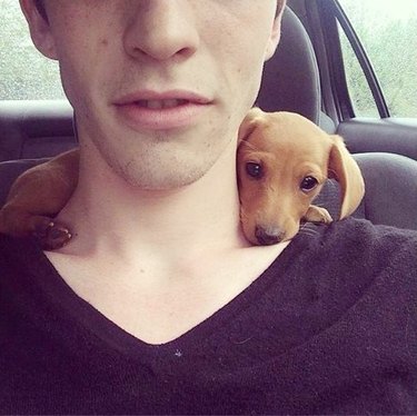 Tiny dog resting on man's neck while he drives.