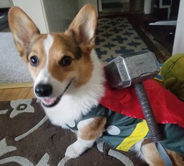 corgi dog dressed as thor