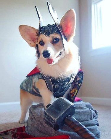 dog dressed as Thor