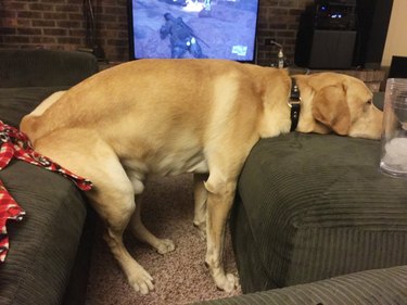 dog sits on two pieces at furniture at one time