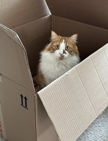 Orange tabby cat sitting in a large box and looking confused.