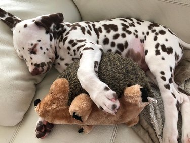Dalmatian puppy sleeps with stuffed hedgehog.
