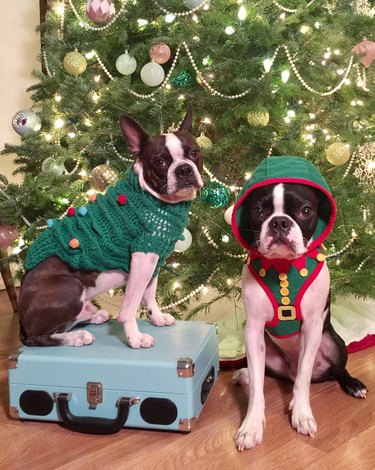 boston terriers wearing elf costumes