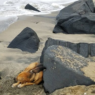 Same dog sleeps at beach by the rocks.