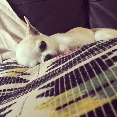 White Chihuahua sleeping on a blanket.