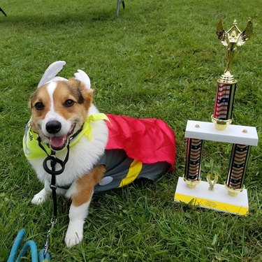 dog dressed as Thor poses with trophy