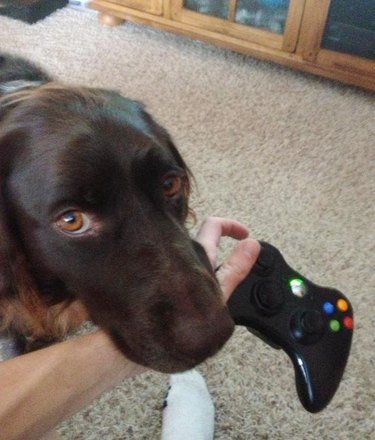 dog trying to stop man from playing video games