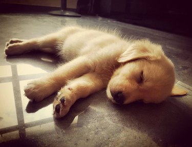 Sleeping golden retriever puppy.