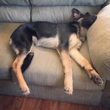 German shepherd sleeping on couch.
