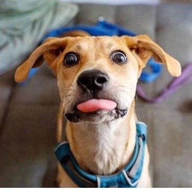 derpy dog flashes tongue blep
