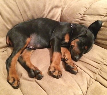 Sleeping doberman puppy.