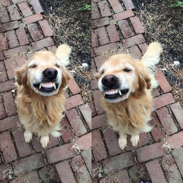 funny photo of dog smiling for camera
