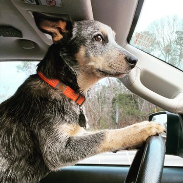 Blue heeler puppy driving a car.