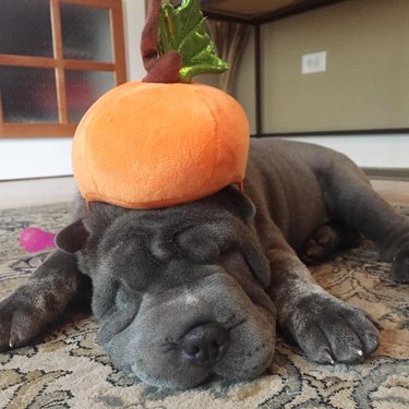 Shar pei dog sleeping with plush pumpkin on their head.