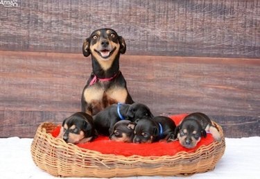 mom dog shows off puppies