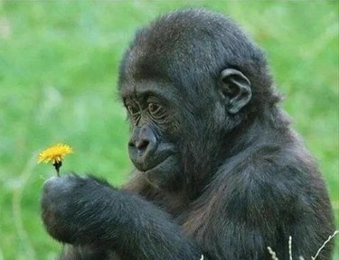 gorilla staring intently at dandelion