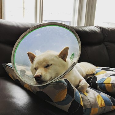 White shiba inu sleeps in cone of shame.