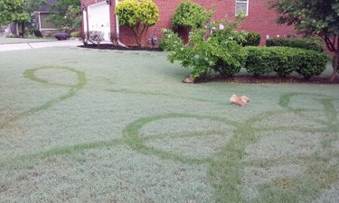 lack of dew reveals dog's path on front lawn
