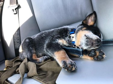 Blue heeler puppy sleeping in car.