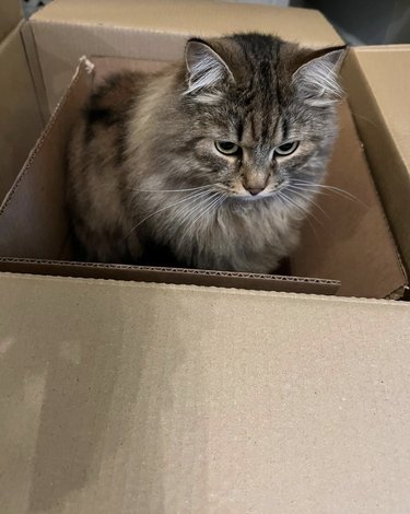 Siberian cat looking grumpy while sitting in a cardboard box.