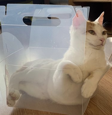 Cat sitting in a transparent box and looking at ease.