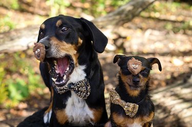 dogs distracted by cookies