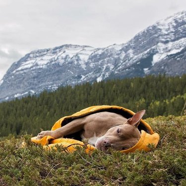 dog taking a nap in a sleeping bag