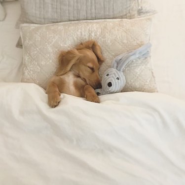 Daschund sleeping with stuffed bunny in a bed.