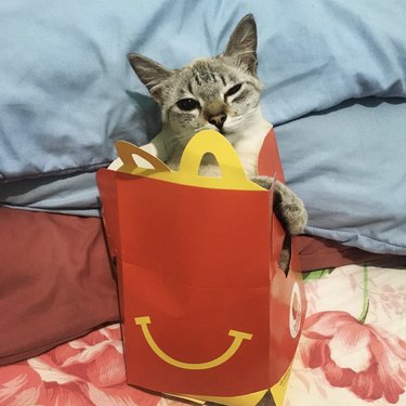 Winking cat in a classic McDonald's red and yellow box.