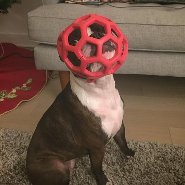 dog gets head stuck in plush toy