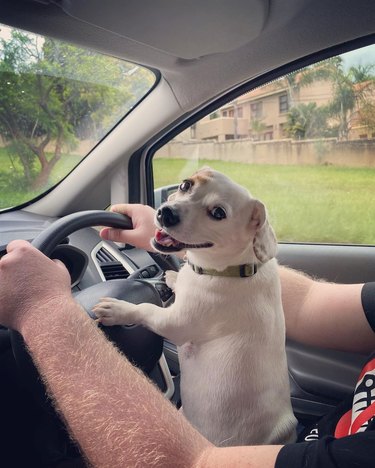 Happy dog behind steering wheel.
