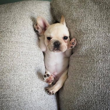 pug puppy stuck between couch cushions