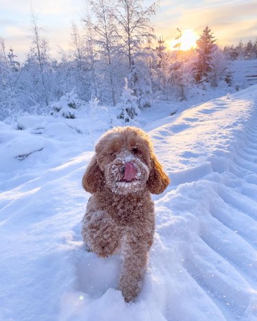 dog loves running in snow