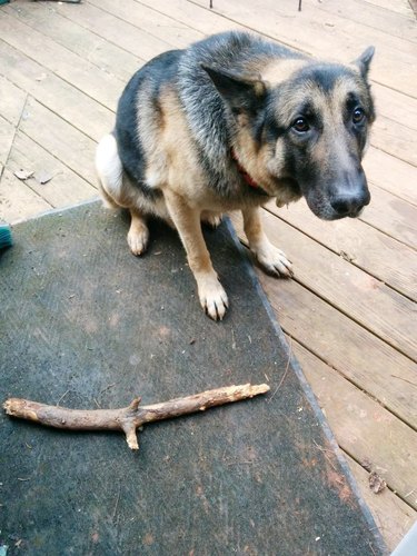 dog sad person won't throw stick