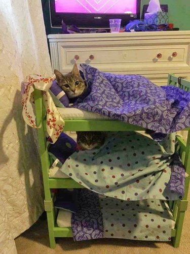 cats sleeping in cat-sized bunk bed