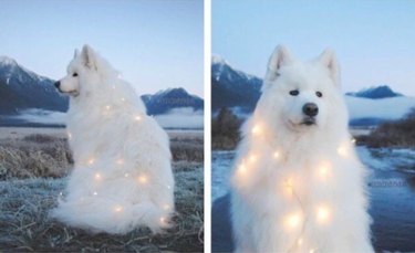 Samoyed wearing fairy lights.