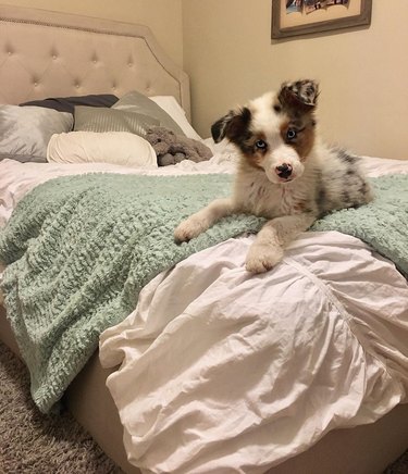 Sleepy Australian shepherd puppy with striking blue eyes sits on a bed.