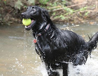 wet dog fetching tennis ball like a crazy man