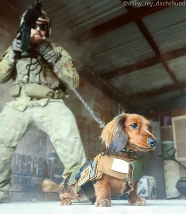 small dog in body armor