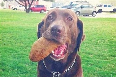 dog fetches a potato instead of a ball