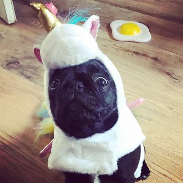 dog in unicorn costume