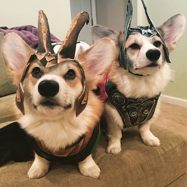 corgi dogs dressed as thor for halloween