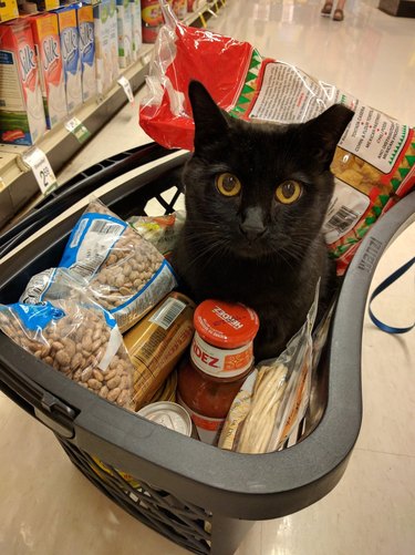 black cat in shopping basket