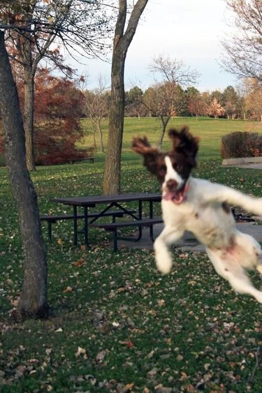 funny dog leaps into photobomb
