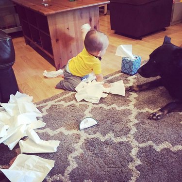dog watches baby make mess
