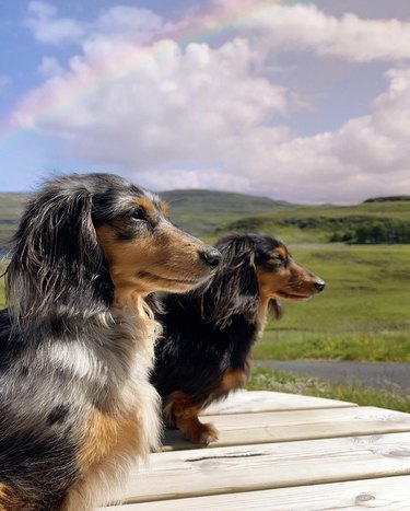 Two miniature daschunds in the foreground and a rainbow in the background in the countryside.