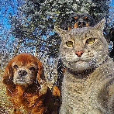 cat and dog take selfie
