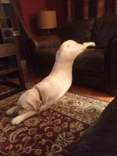 A lazy dog falls asleep as he's falling off the couch.